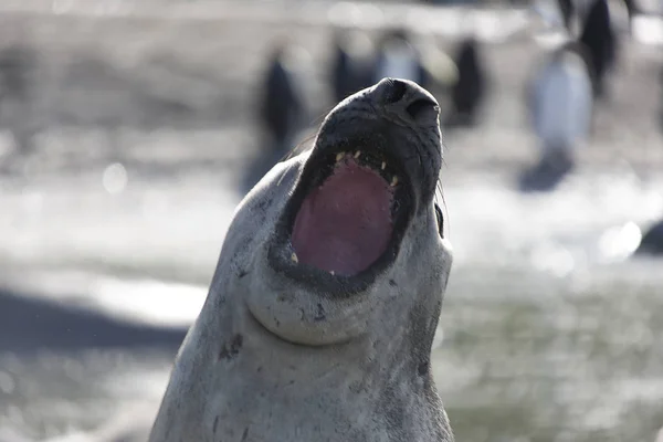 Sydgeorgien Enorma Sjöelefant Närbild — Stockfoto