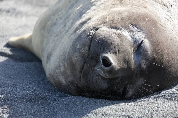 Южная Джорджия Огромный Тюлень Слона Близко — стоковое фото