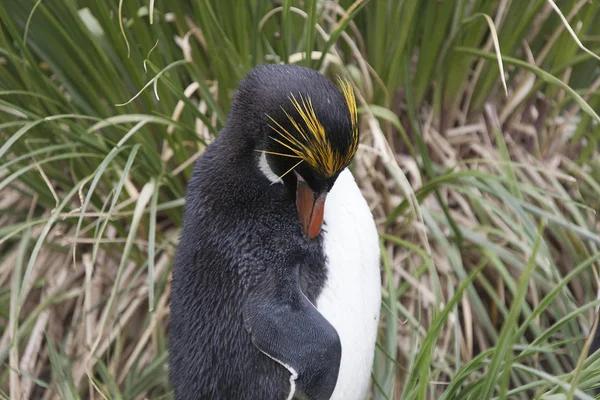 Yellow eyed penguin reserve Stock Photos, Royalty Free Yellow eyed