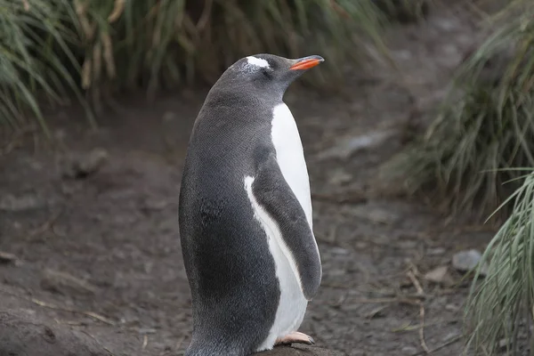 Субарктический Пингвин Южной Джорджии Крупным Планом — стоковое фото