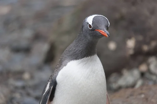南ジョージア アークティック ペンギン号クローズ アップ — ストック写真