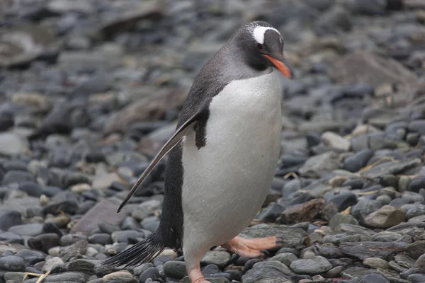 Zuid Georgië Subarctische Pinguïn Close — Stockfoto