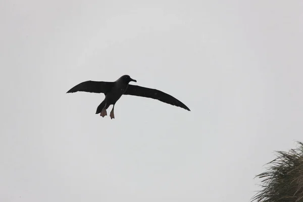 Géorgie Sud Albatros Géants Sud Vol — Photo