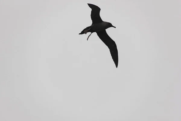 Güney Güney Georgia Dev Albatros Uçuş — Stok fotoğraf