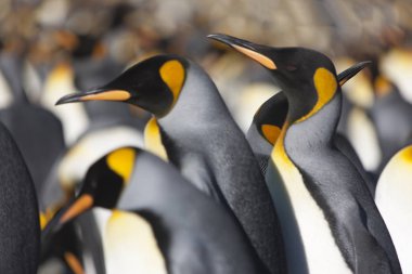 Güney Georgia kral penguen yakın çekim