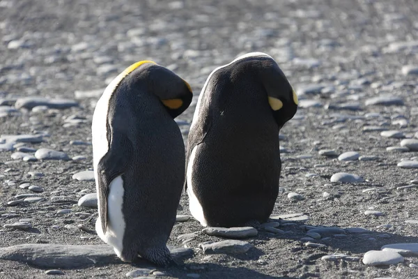 Georgia Del Sur Rey Pingüino Cerca — Foto de Stock