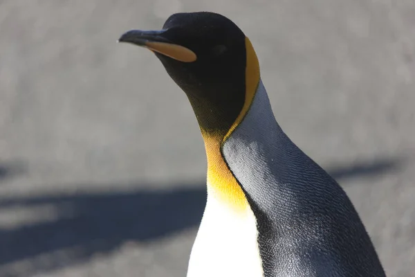 Geórgia Sul Rei Pinguim Perto — Fotografia de Stock