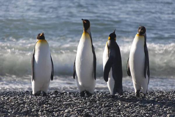 Пингвин Южной Джорджии Кинг Крупным Планом — стоковое фото