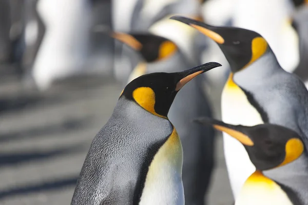 Güney Georgia Kral Penguen Yakın Çekim — Stok fotoğraf