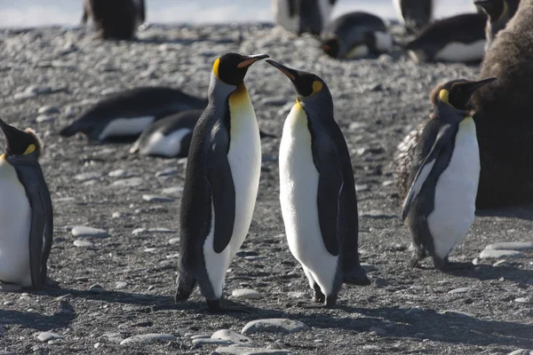 Güney Georgia Kral Penguen Yakın Çekim — Stok fotoğraf