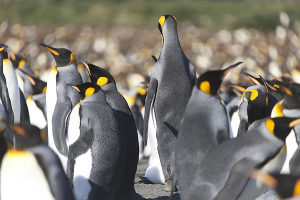 Tučňák Patagonský Jižní Georgie Zblízka — Stock fotografie
