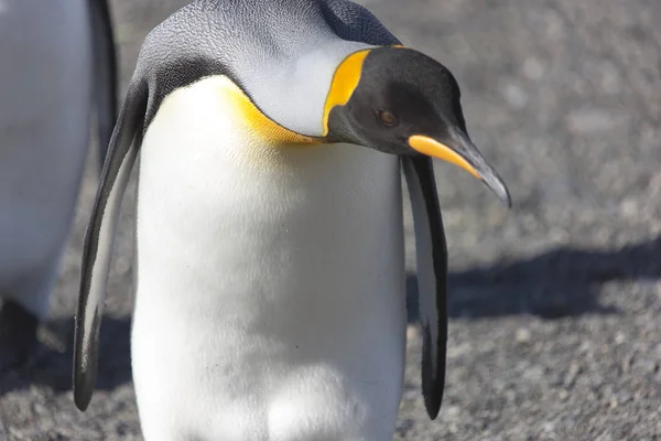 Tučňák Patagonský Jižní Georgie Zblízka — Stock fotografie