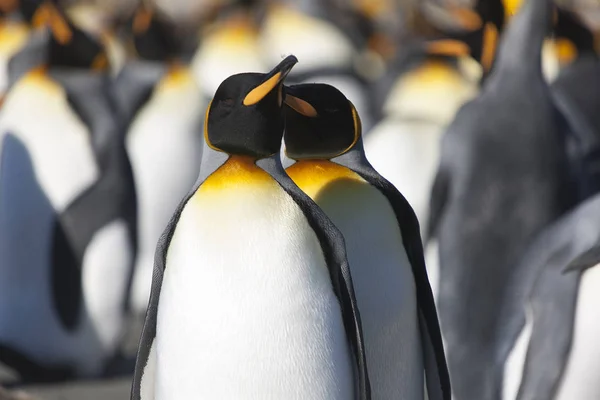 ロイヤル ペンギン写真素材 ロイヤリティフリーロイヤル ペンギン画像 Depositphotos