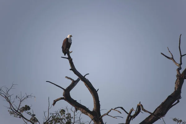 Zambie Oiseaux Zambie Gros Plan Par Une Journée Ensoleillée — Photo