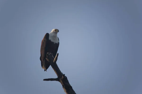 Güneşli Bir Günde Zambiya Tatlı Kuşların Zambiya — Stok fotoğraf