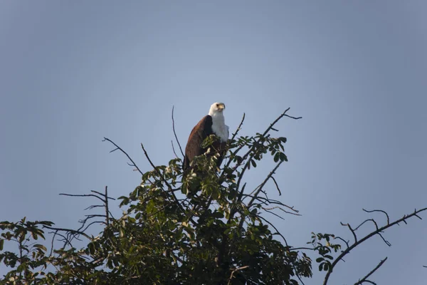 Sambia Vögel Von Sambia Nahaufnahme Einem Sonnigen Tag — Stockfoto