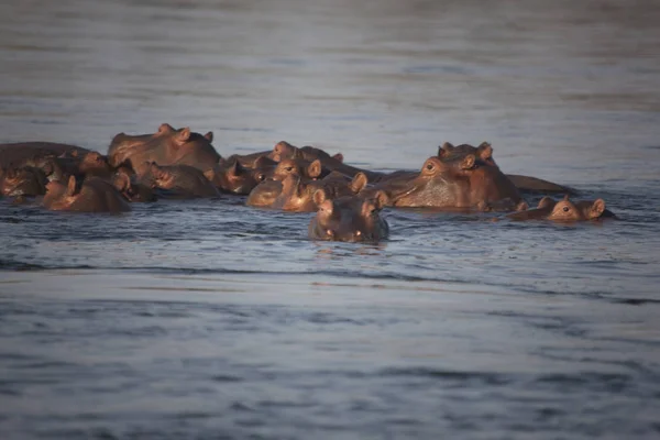 Zambia Zambezi Nijlpaarden Een Heldere Zonnige Dag — Stockfoto