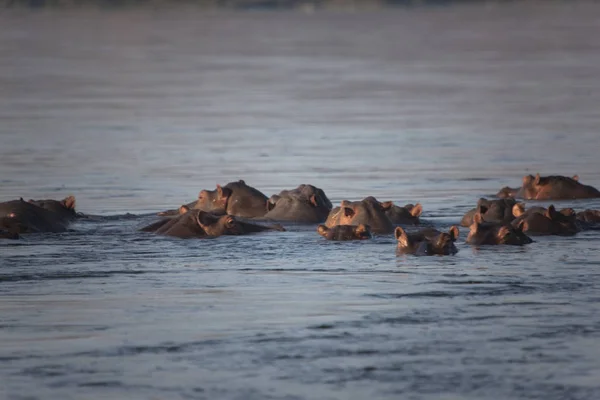 Zambia Zambezi Nijlpaarden Een Heldere Zonnige Dag — Stockfoto