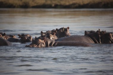 Zambiya. Zambezi, suaygırları açık güneşli bir günde