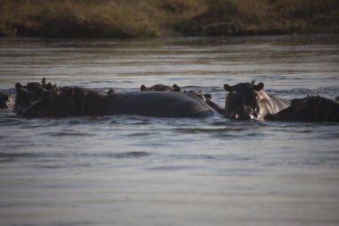 Zambiya. Zambezi, suaygırları açık güneşli bir günde