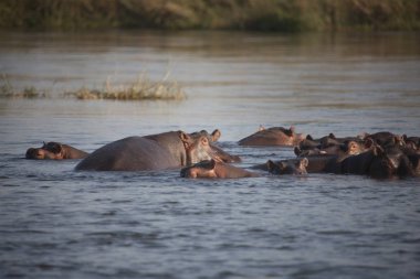 Zambiya. Zambezi, suaygırları açık güneşli bir günde