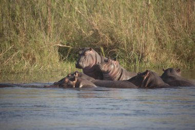 Zambiya. Zambezi, suaygırları açık güneşli bir günde