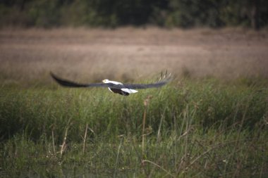 Güneşli bir günde Zambiya tatlı kuşların Zambiya