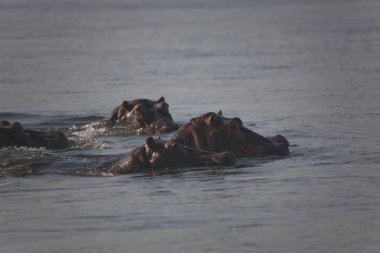 Zambiya. Zambezi, suaygırları açık güneşli bir günde