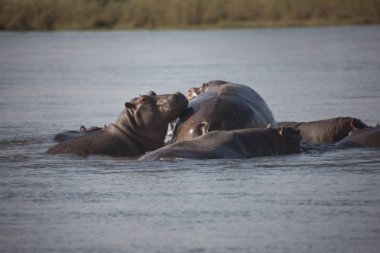 Zambiya. Zambezi, suaygırları açık güneşli bir günde