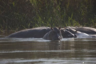 Zambiya. Zambezi, suaygırları açık güneşli bir günde