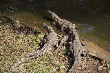 Güneşli bir günde Zambiya timsah yakın çekim
