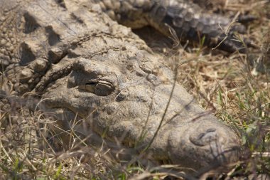 Güneşli bir günde Zambiya timsah yakın çekim