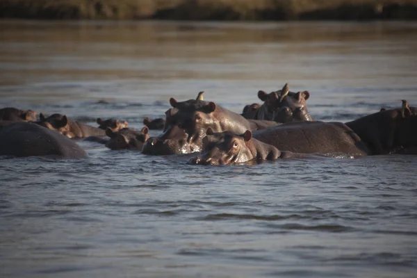 Zambia Zambezi Nijlpaarden Een Heldere Zonnige Dag — Stockfoto