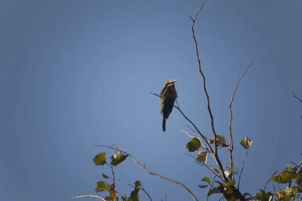 Zambie Oiseaux Zambie Gros Plan Par Une Journée Ensoleillée — Photo