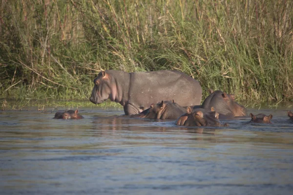 Zambia Zambezi Nijlpaarden Een Heldere Zonnige Dag — Stockfoto