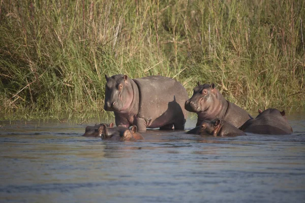 Zambia Zambezi Nijlpaarden Een Heldere Zonnige Dag — Stockfoto