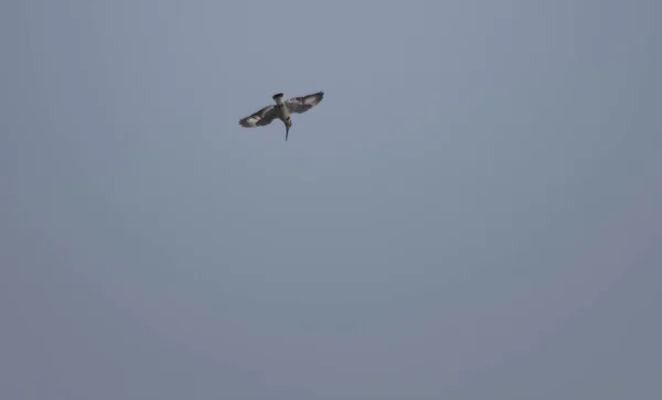 Sambia Vögel Von Sambia Nahaufnahme Einem Sonnigen Tag — Stockfoto