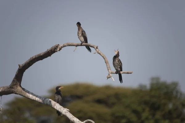 Zambie Oiseaux Zambie Gros Plan Par Une Journée Ensoleillée — Photo