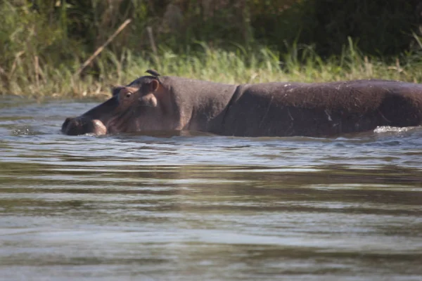 Zambia Zambezi Nijlpaarden Een Heldere Zonnige Dag — Stockfoto