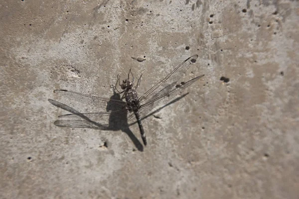 Dragonfly Closeup Dia Ensolarado — Fotografia de Stock