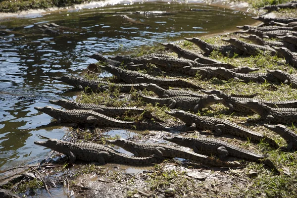 Sambia Krokodil Aus Nächster Nähe Einem Sonnigen Tag — Stockfoto