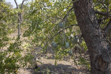 Zambiya kuşlar yuva güneşli bir ağaç dalları üzerinde