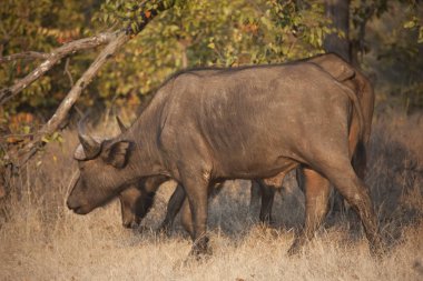 Zambiya buffalo closeup güneşli bir günde