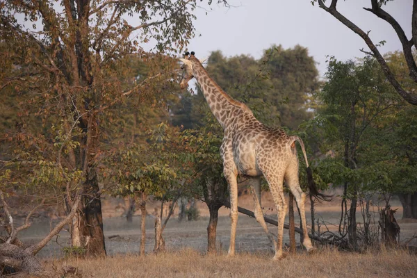 Zambie Girafe Gros Plan Par Une Journée Ensoleillée — Photo