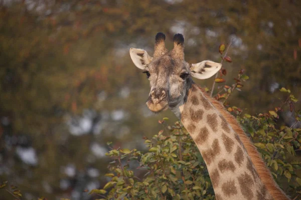 Zambie Girafe Gros Plan Par Une Journée Ensoleillée — Photo