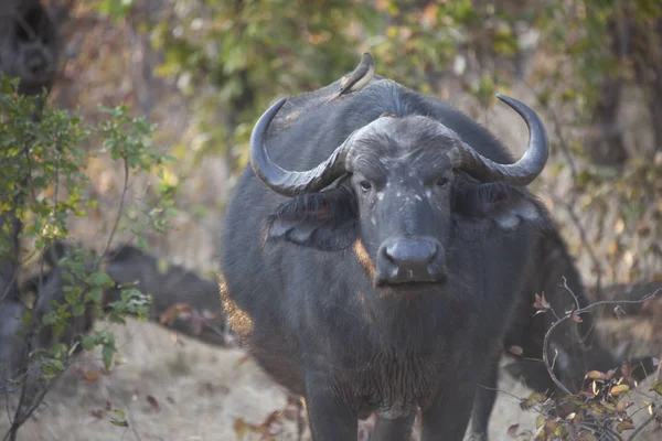 Zâmbia Buffalo Closeup Dia Ensolarado — Fotografia de Stock