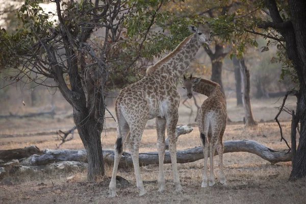 Zambie Girafe Gros Plan Par Une Journée Ensoleillée — Photo