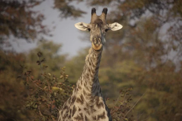 Zambiya Zürafa Closeup Güneşli Bir Günde — Stok fotoğraf