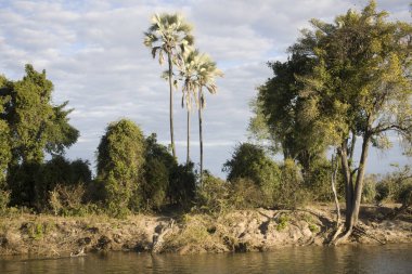 Güneşli bir günde Zimbabve manzara