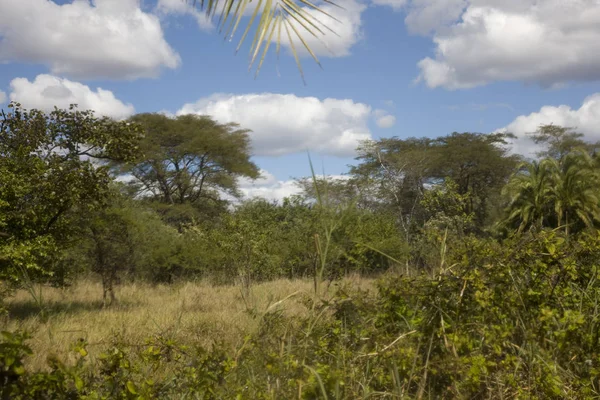 Zimbabue Paisaje Día Soleado — Foto de Stock